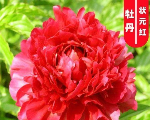 哪些红色的花象征着富贵？