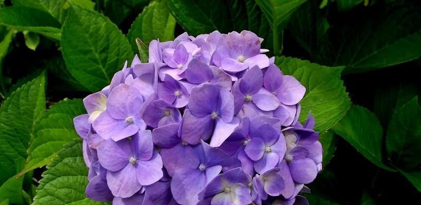 紫色花有哪些种类？它们各自寓意着什么？