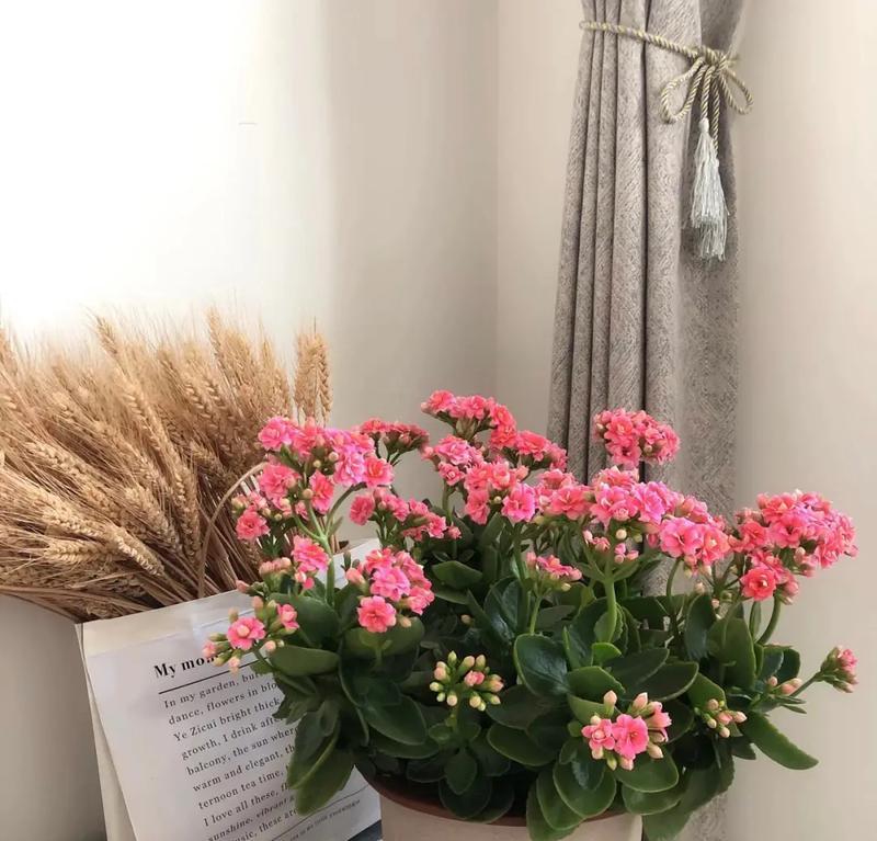 哪些花象征身体健康？送健康花的寓意是什么？