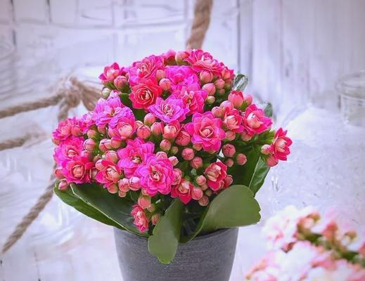 哪些花象征身体健康？送健康花的寓意是什么？