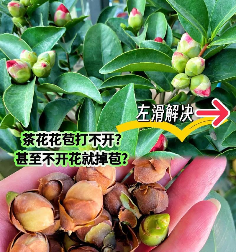 花没有颜色代表什么含义？
