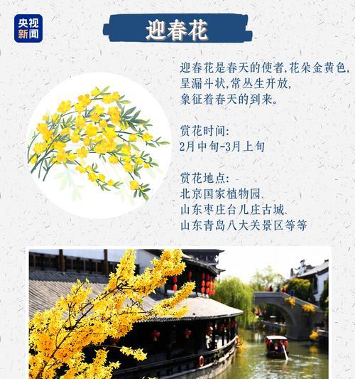 花没有颜色代表什么含义？