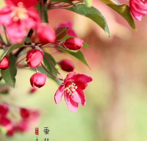 赶花场的文化意义是什么？