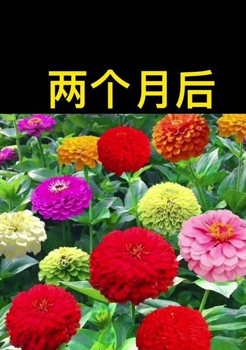 步步高升的花象征着什么？步步高升花的寓意是什么？