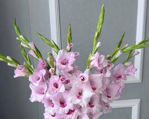 步步高升的花象征着什么？步步高升花的寓意是什么？
