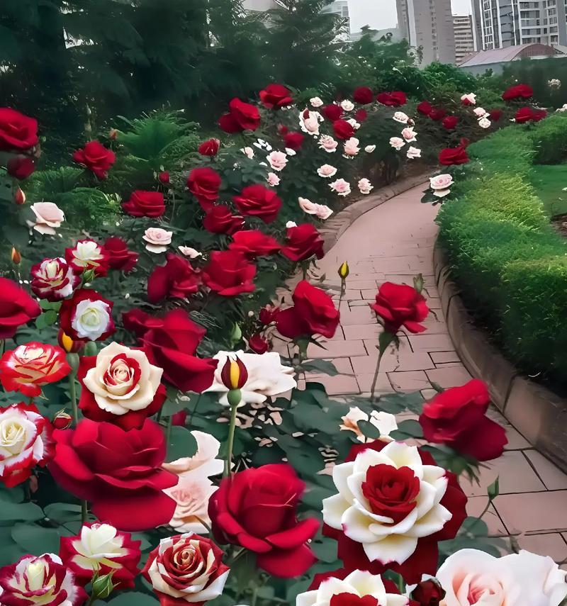 什么颜色的花代表爱情的寓意？它们的含义是什么？