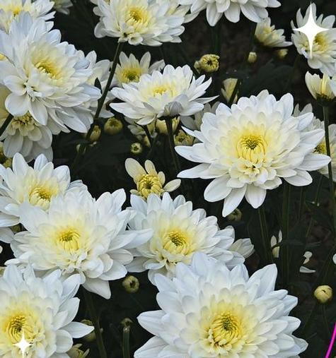 重阳节用什么花来象征？它的寓意是什么？