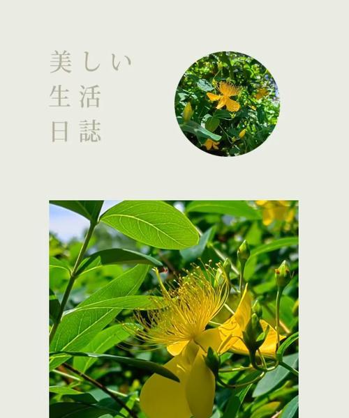 金丝桃手捧花代表什么？它的花语有何特别之处？