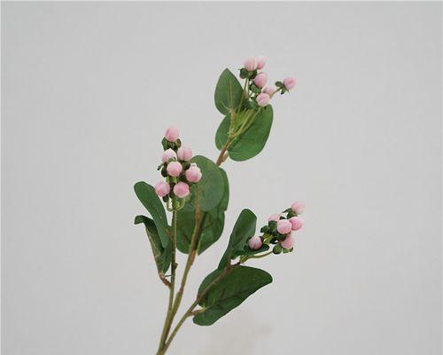 金丝桃手捧花代表什么？它的花语有何特别之处？