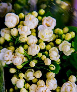 送白色的花寓意是什么？白色花卉在不同文化中的含义？
