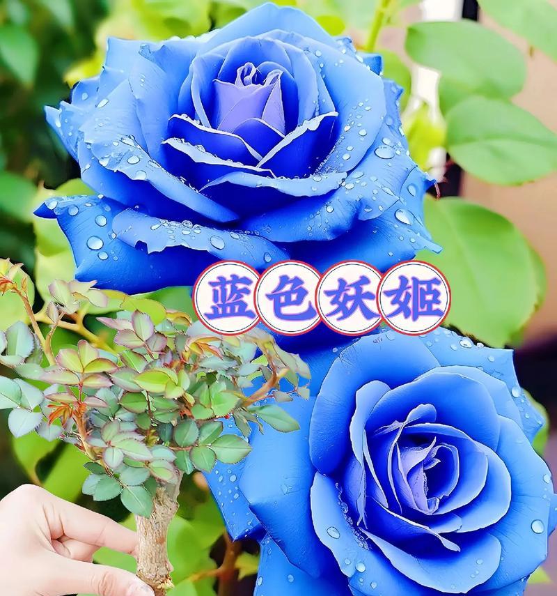 蓝色花的寓意是什么？在花语中代表什么？