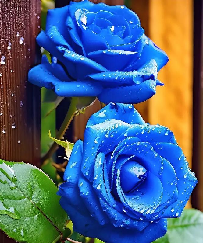 蓝色花的寓意是什么？在花语中代表什么？