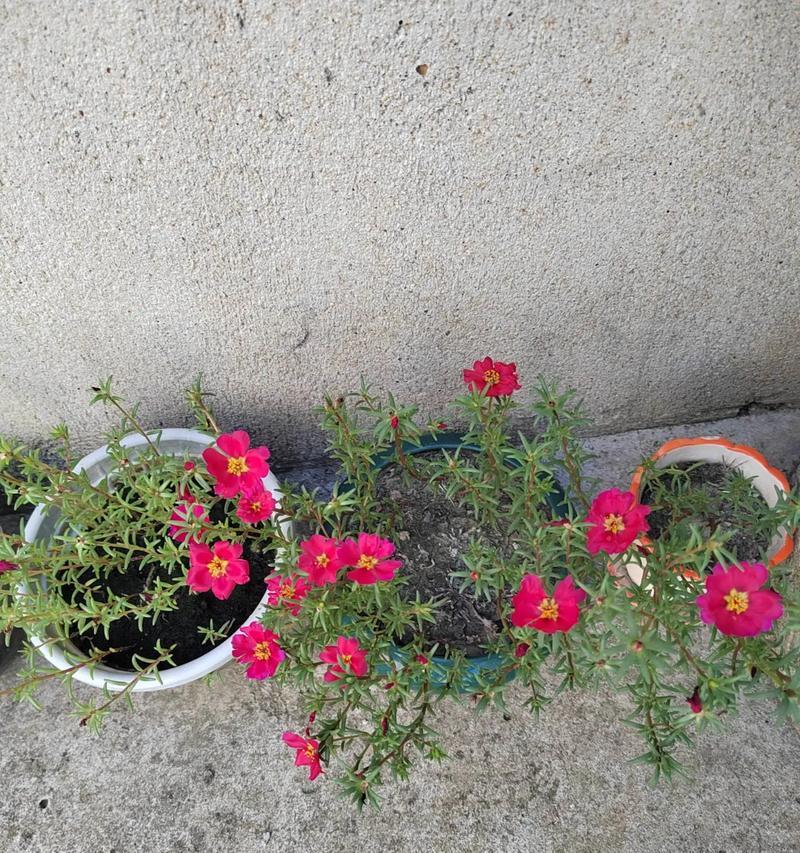麻将文化中的花有哪些？这些花的寓意是什么？