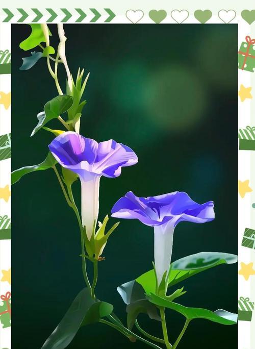 牵牛花的吉祥寓意有哪些？牵牛花代表什么？