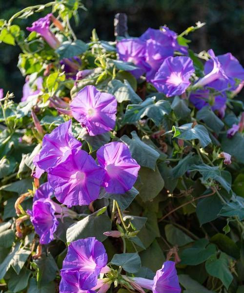 牵牛花的吉祥寓意有哪些？牵牛花代表什么？
