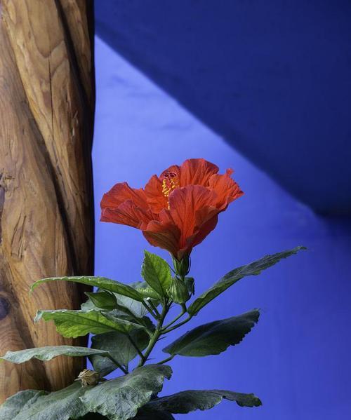 蓝色木槿花有何象征意义？