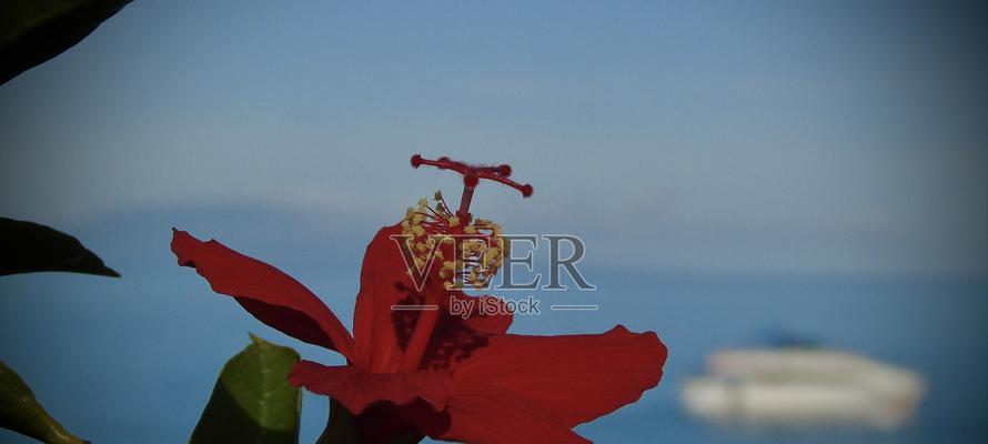 蓝色木槿花有何象征意义？
