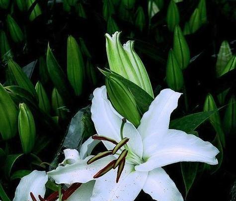 母亲节送什么花最好？百合花象征意义是什么？