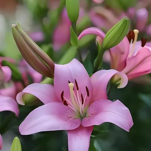 母亲节送什么花最好？百合花象征意义是什么？