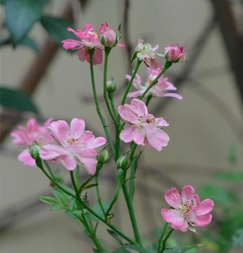 芒种节气梧桐花的花语是什么？它有什么特别含义？