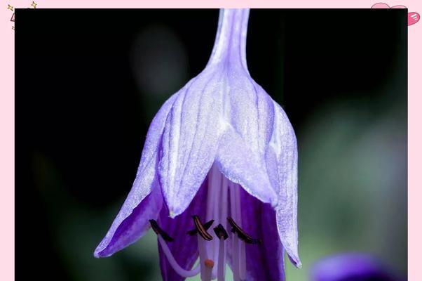 芒种节气梧桐花的花语是什么？它有什么特别含义？