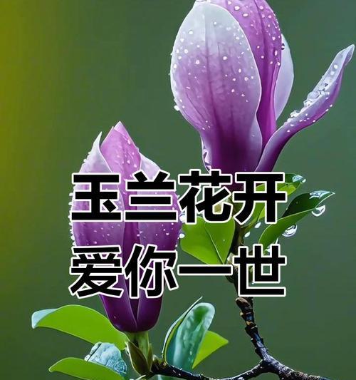 哪种花象征热烈的爱情？