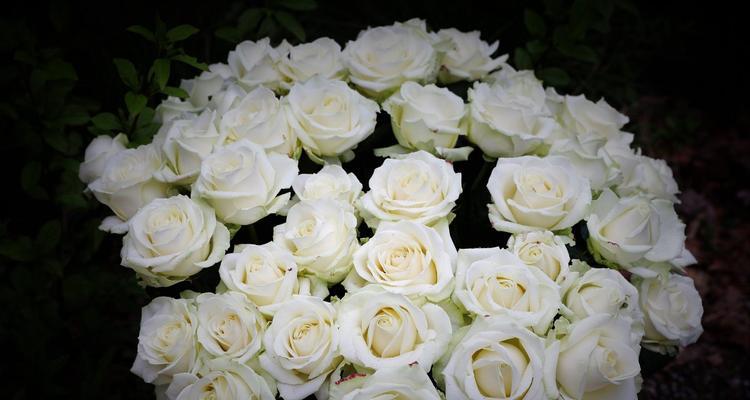 7朵白色玫瑰花代表什么？
