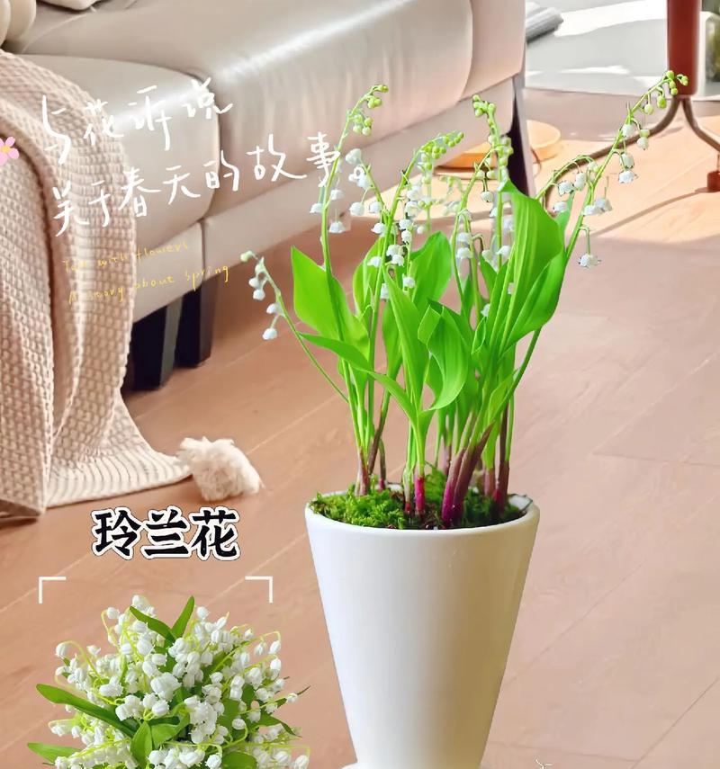 手捧花放铃兰花的寓意是什么？