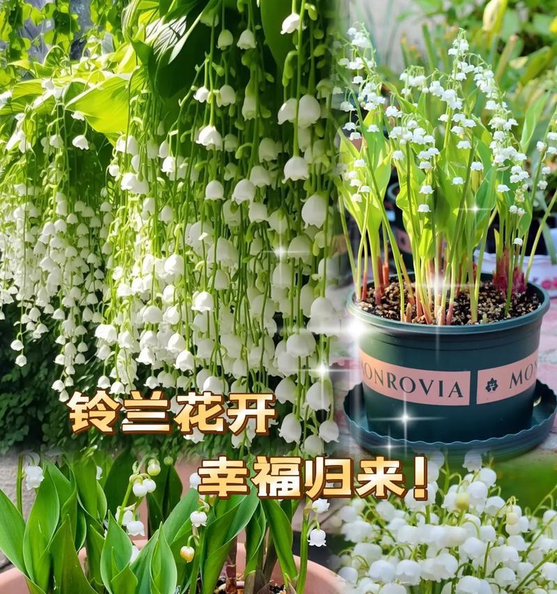 手捧花放铃兰花的寓意是什么？