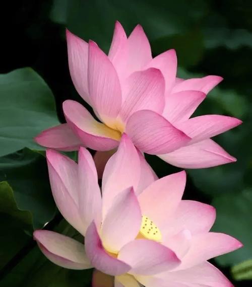 吉祥花盛开时有何寓意？它们象征着什么？