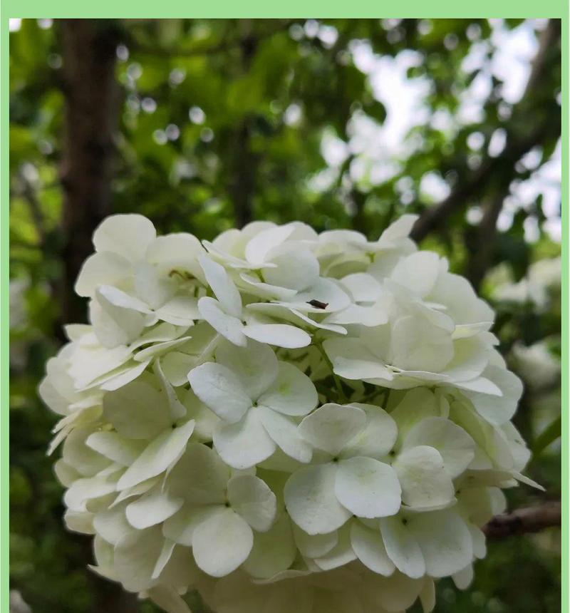 白色绣球手捧花代表什么含义？
