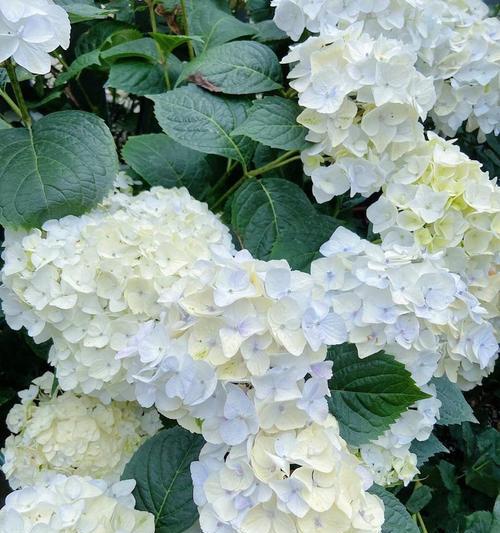 白色绣球手捧花代表什么含义？