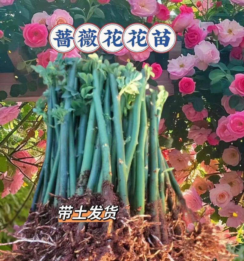 爱情重圆的花语有哪些？它们代表了什么？