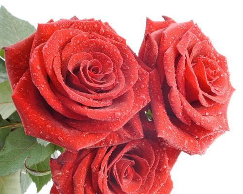 红色玫瑰花3朵的含义是什么？三朵玫瑰代表什么？