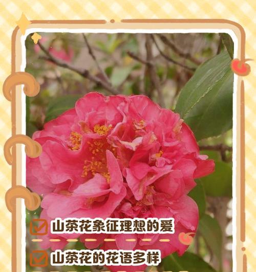 抹粉色的花通常象征着什么？它们在花语中代表什么？