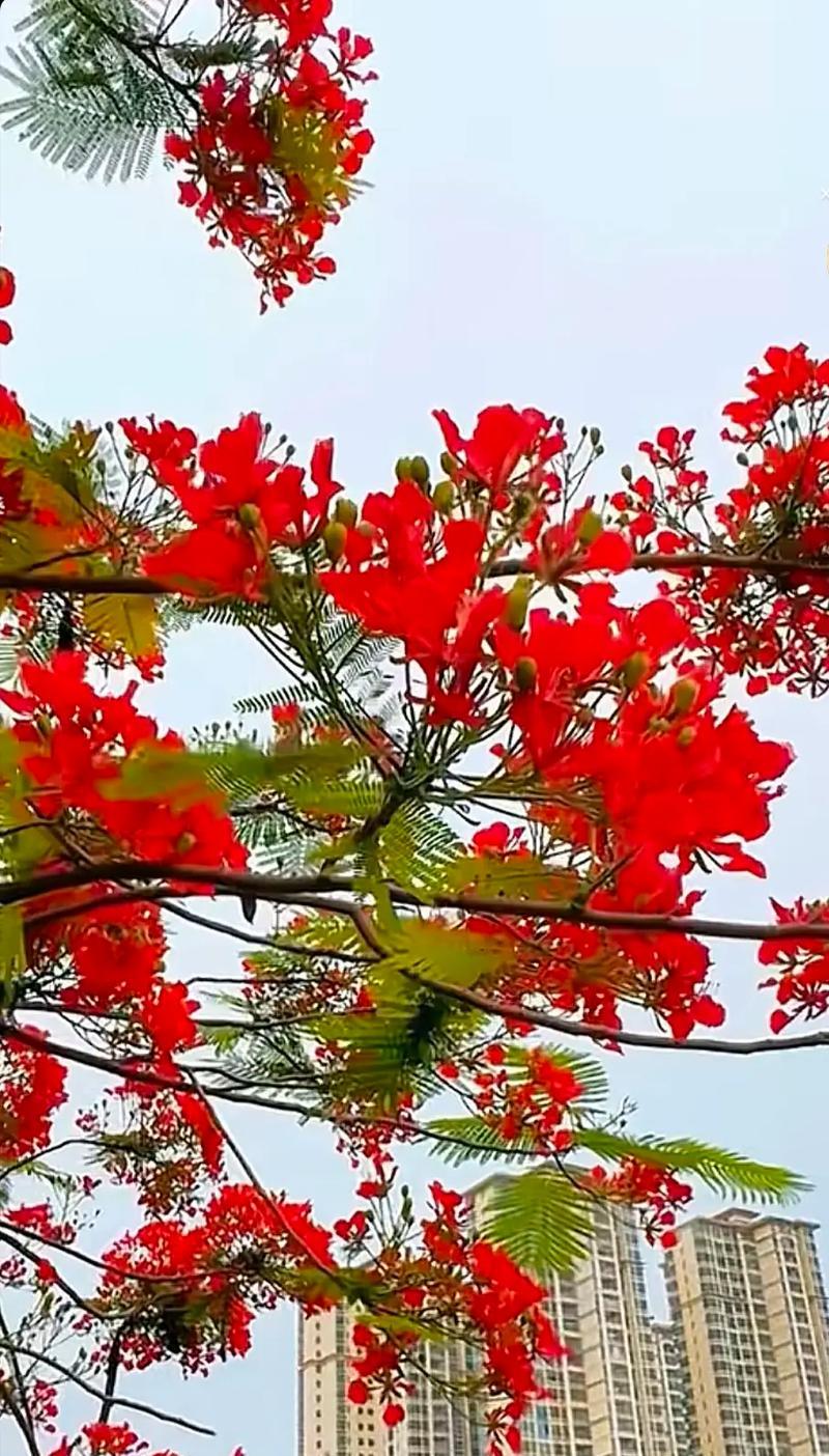 凤凰花的花语是什么？凤凰花象征吉祥吗？