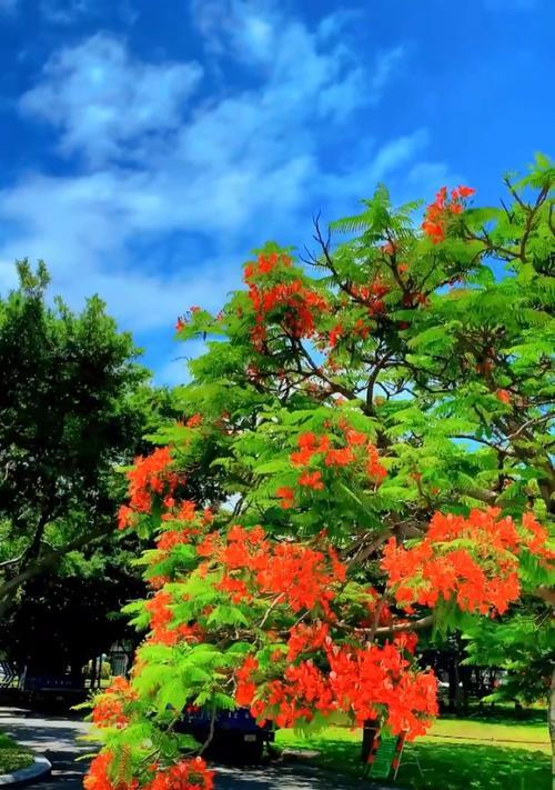 凤凰花的花语是什么？凤凰花象征吉祥吗？