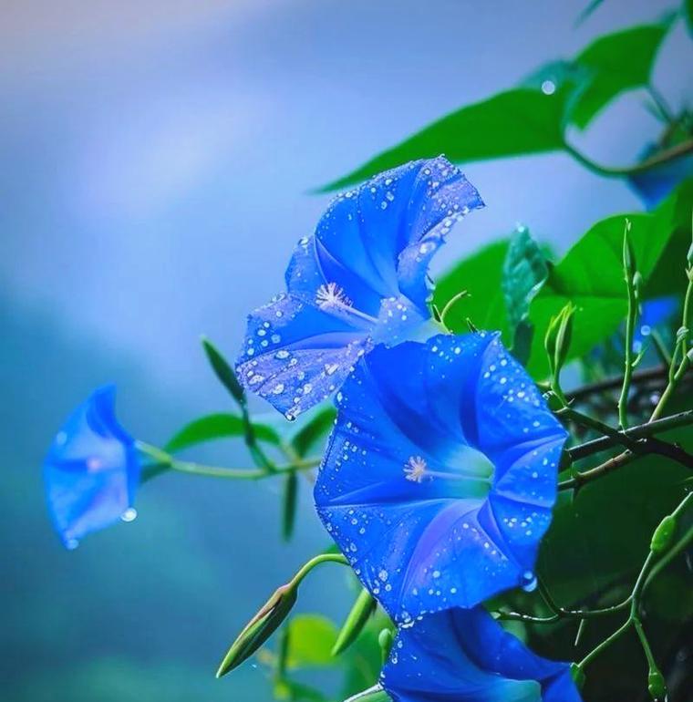 牵牛花作为吉祥物的寓意是什么？它象征着什么？