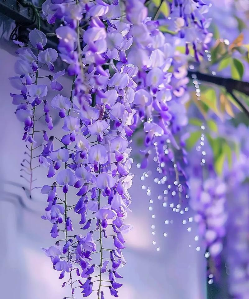 紫藤花的意义是什么？紫藤花有哪些美丽的传说？