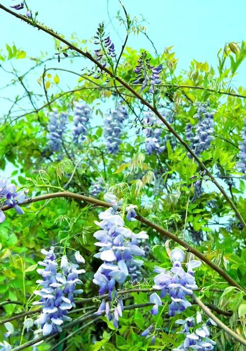 紫藤花的意义是什么？紫藤花有哪些美丽的传说？