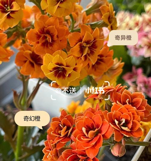 鹿角橙长寿花代表什么？鹿角橙长寿花的寓意是什么？