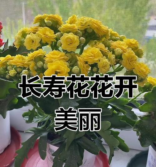 鹿角橙长寿花代表什么？鹿角橙长寿花的寓意是什么？