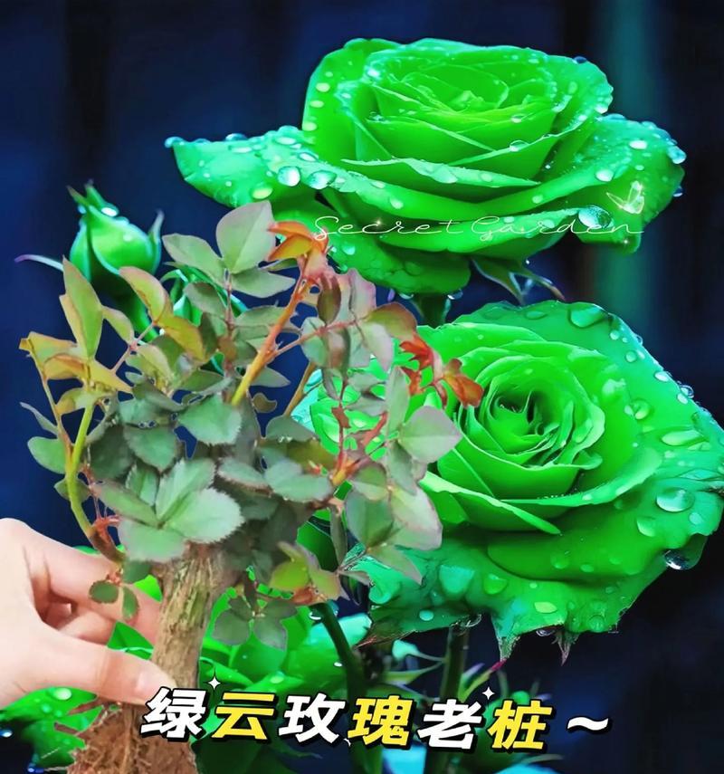 绿色玫瑰花的寓意和象征是什么？
