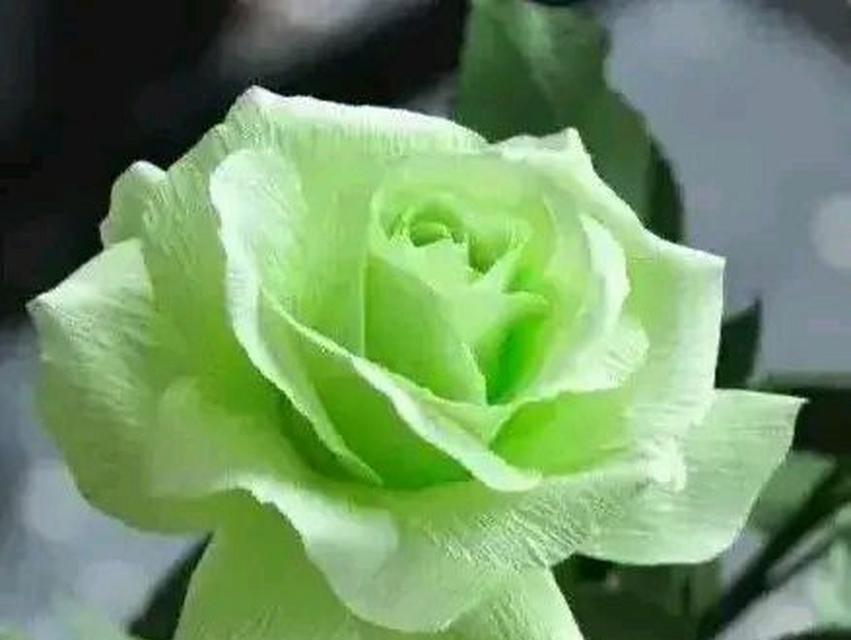 绿色玫瑰花的寓意和象征是什么？