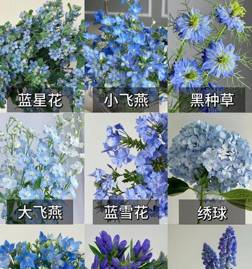 紫蓝色绣球花有何寓意？它在花语中代表什么？
