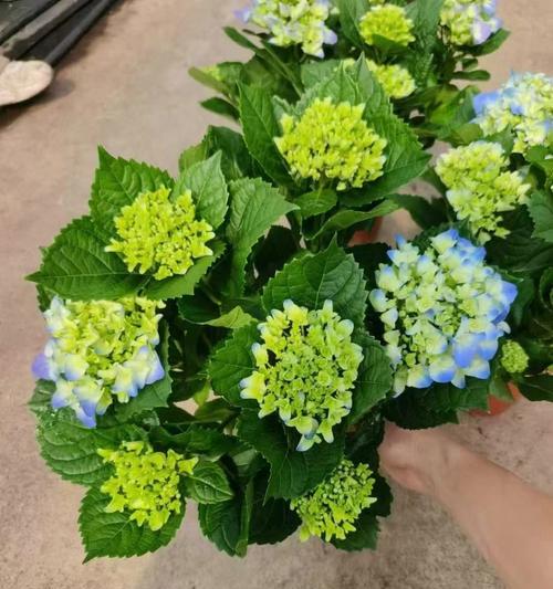 紫蓝色绣球花有何寓意？它在花语中代表什么？