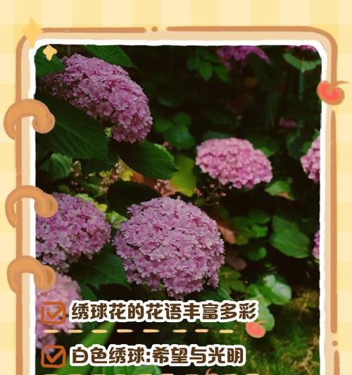 紫蓝色绣球花有何寓意？它在花语中代表什么？