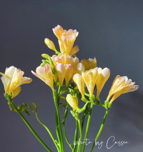 香槟色的花寓意是什么？香槟色花代表什么？