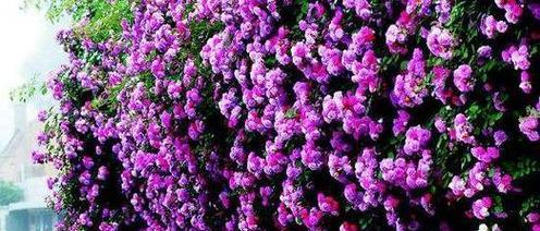 花坛中紫色花的寓意是什么？紫色花代表什么意义？
