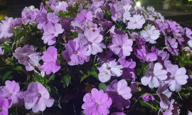 花坛中紫色花的寓意是什么？紫色花代表什么意义？